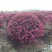 红花继木球70~80cm