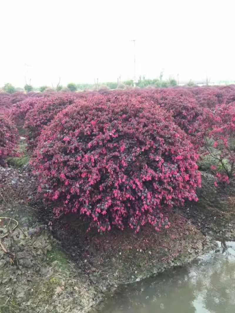 红花继木球70~80cm