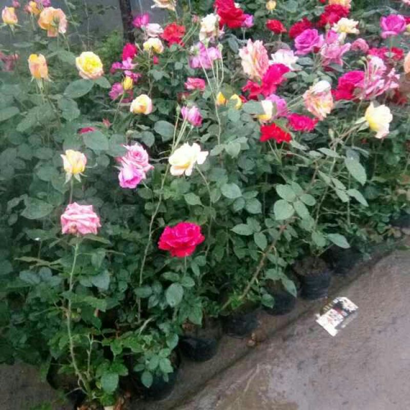 大花月季40~50cm