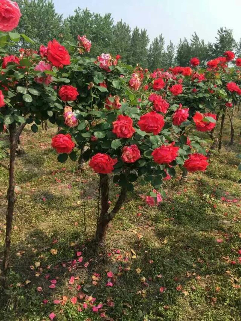 大花月季40~50cm