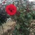 大花月季40~50cm