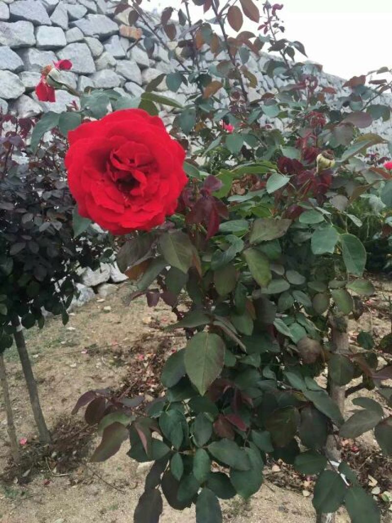 大花月季40~50cm