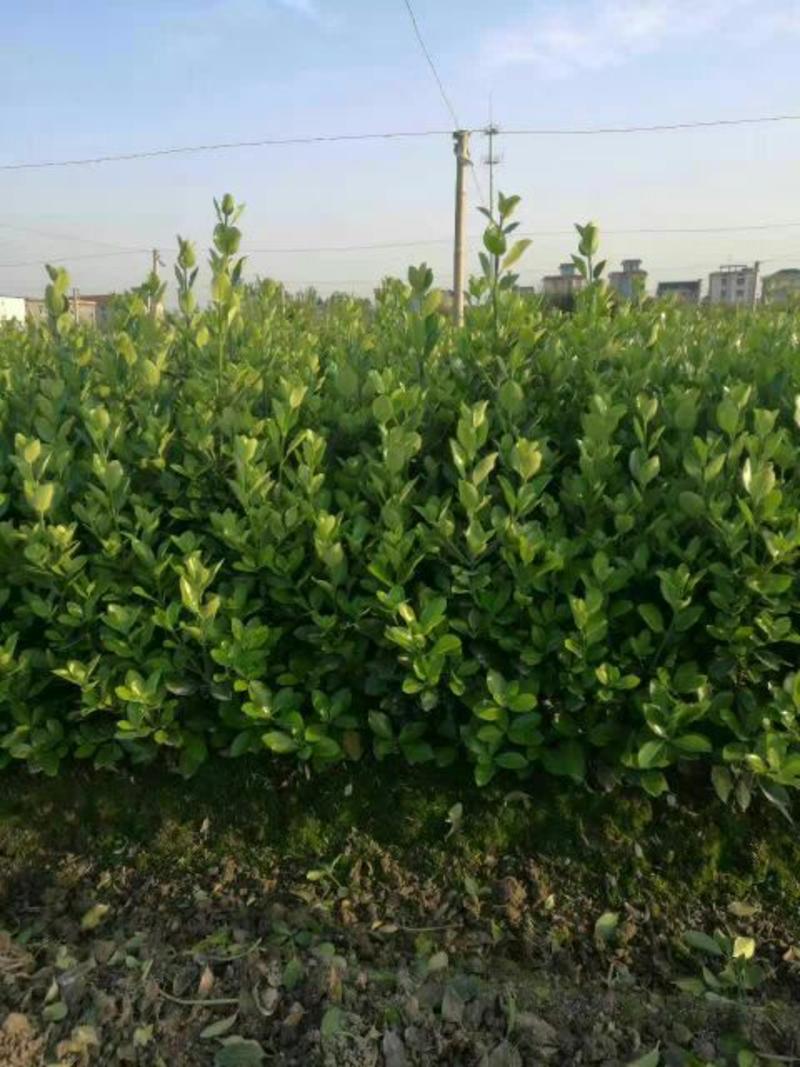 湖南郴州马尼拉草皮大叶黄杨苗20~30cm