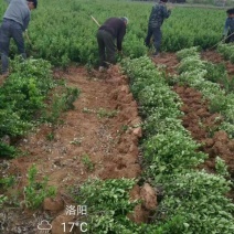 湖南郴州马尼拉草皮大叶黄杨苗20~30cm