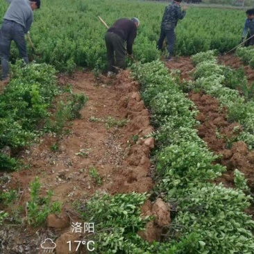 湖南郴州马尼拉草皮大叶黄杨苗20~30cm