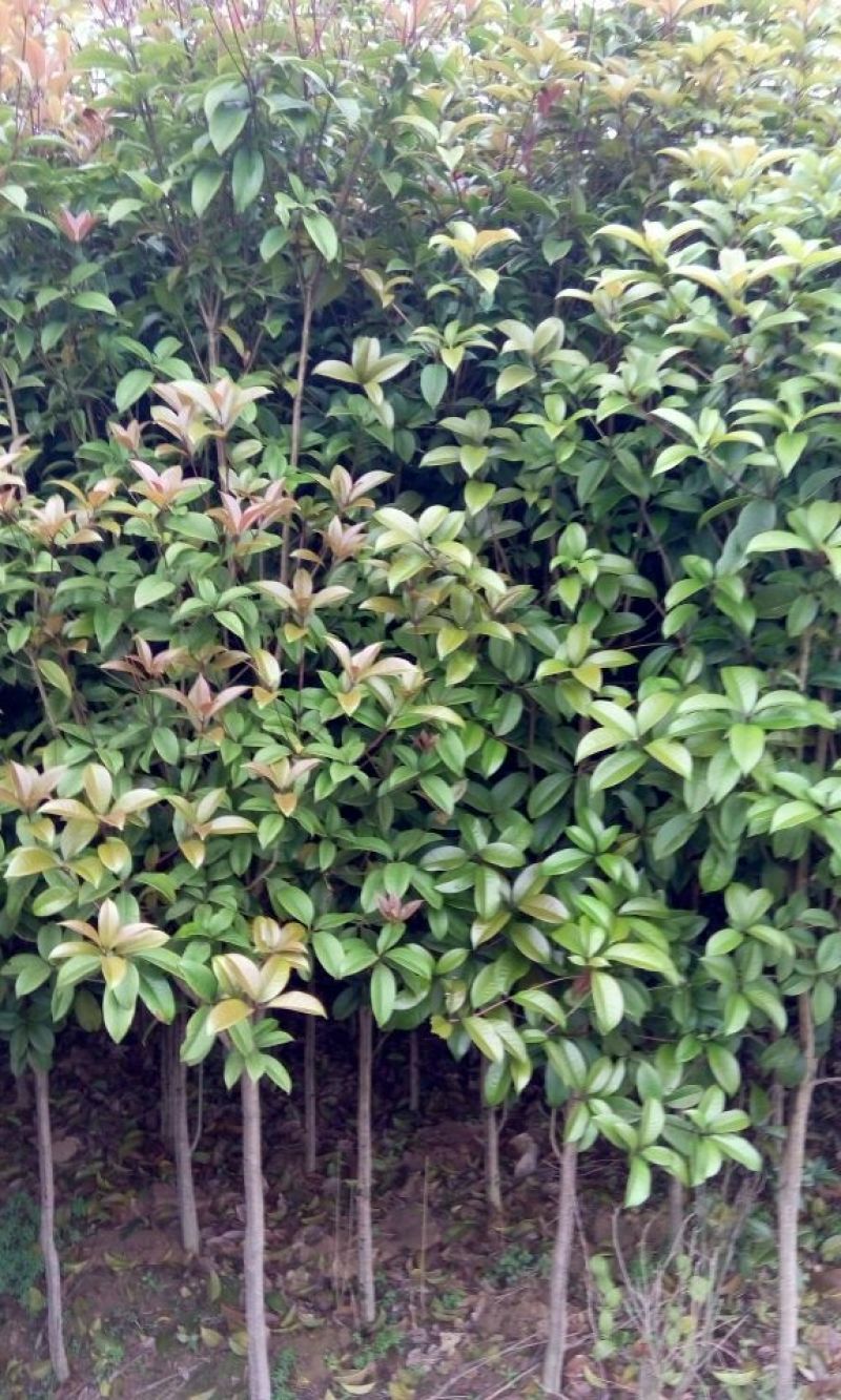 桂花树__各规格大小桂花树，农户直销。