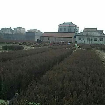 圆枝侧柏苗30~40cm