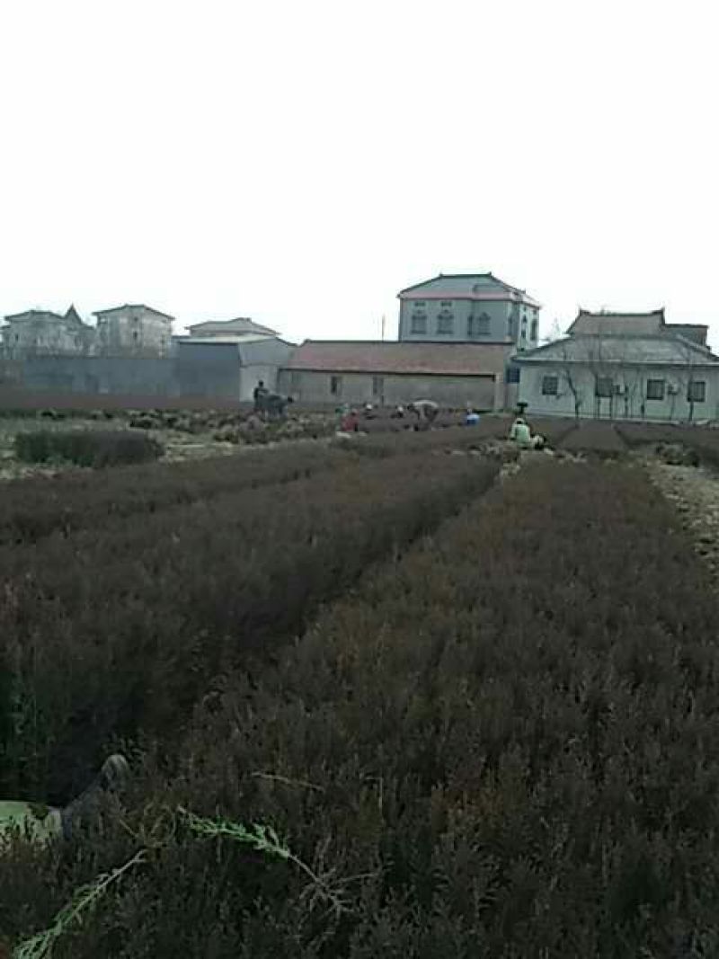 圆枝侧柏苗30~40cm