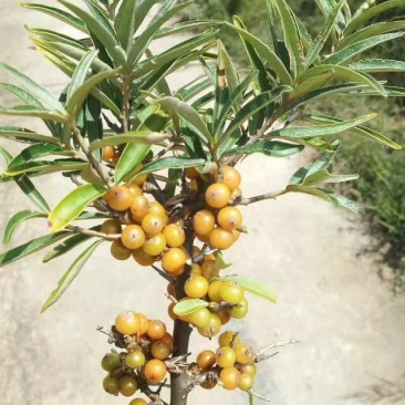 沙棘汁