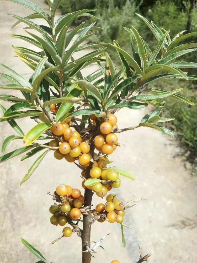 沙棘汁