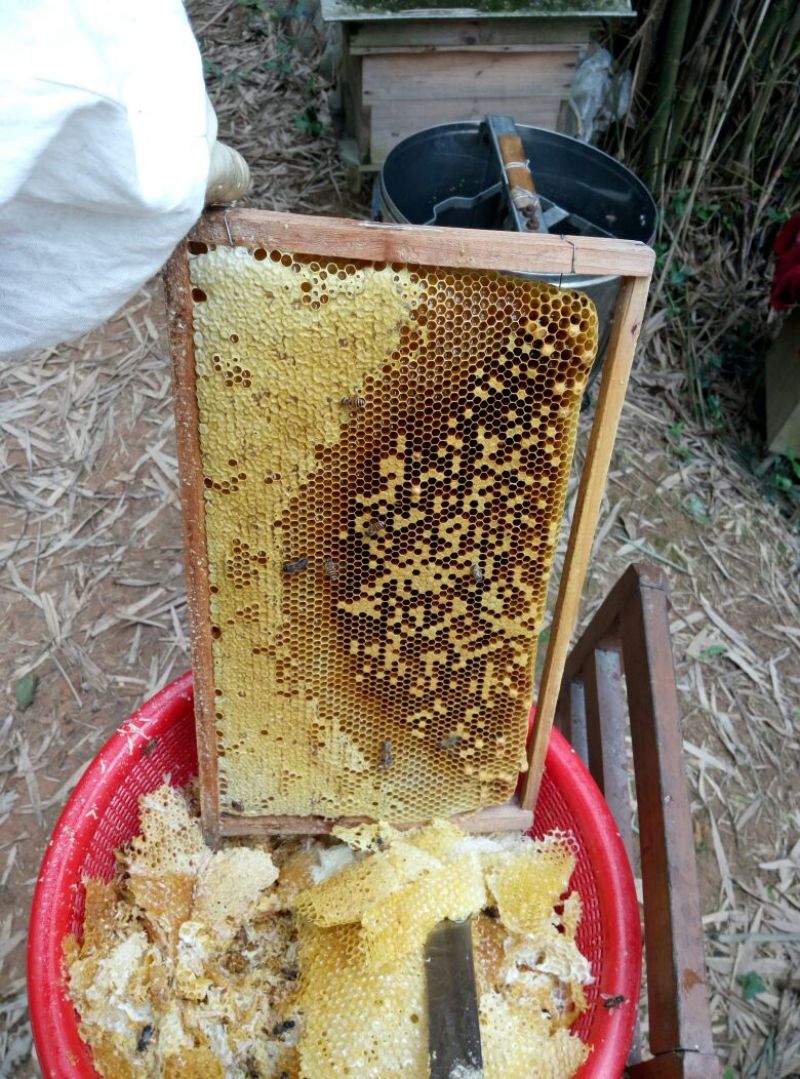 蜂腊