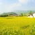 压榨菜籽油四级