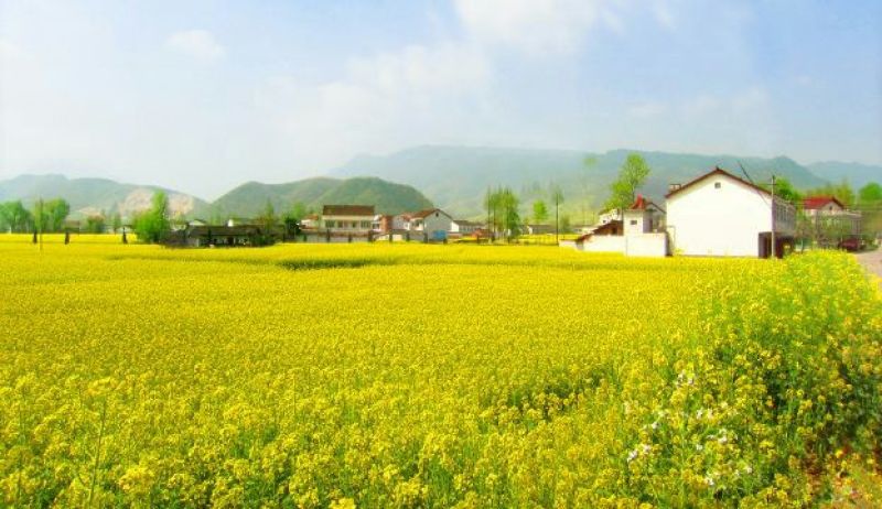 压榨菜籽油四级