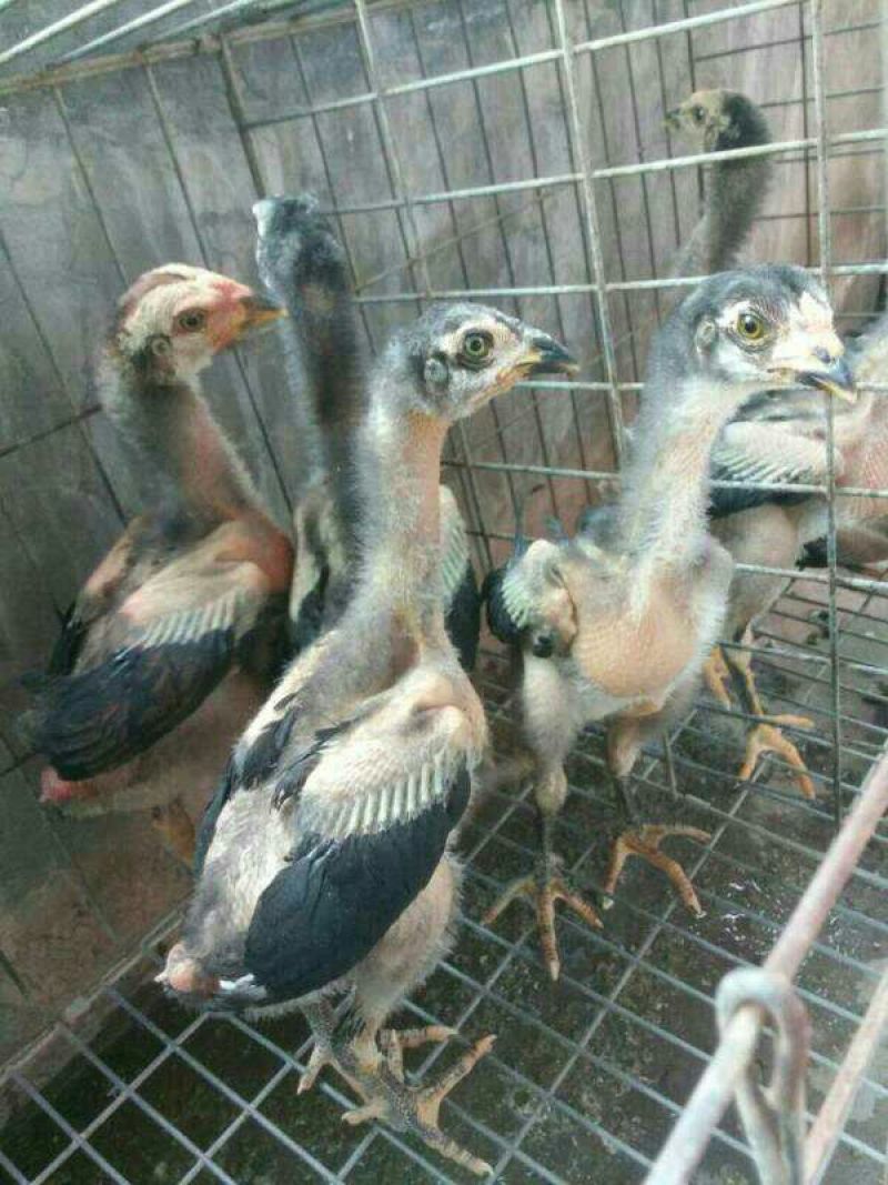 斗鸡苗500克以上脱温苗