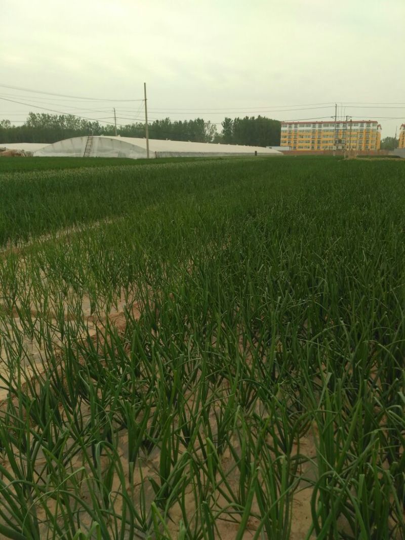 二红洋葱5到73的小洋葱，加工厂，市场，冷库货
