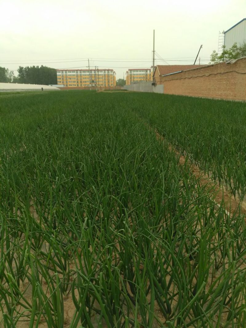 二红洋葱5到73的小洋葱，加工厂，市场，冷库货