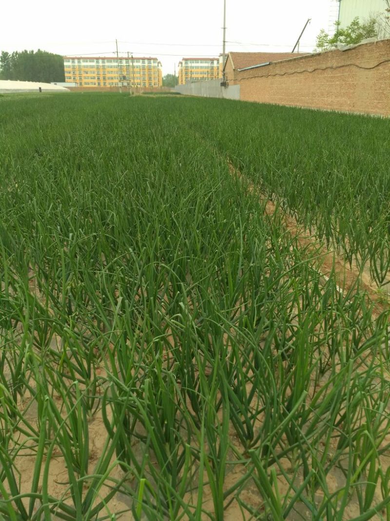 二红洋葱5到73的小洋葱，加工厂，市场，冷库货