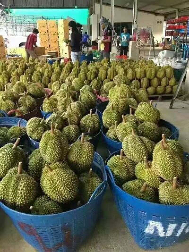 泰国进口金枕头榴莲5~8斤