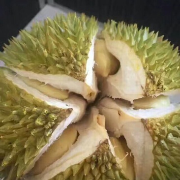 泰国进口金枕头榴莲5~8斤