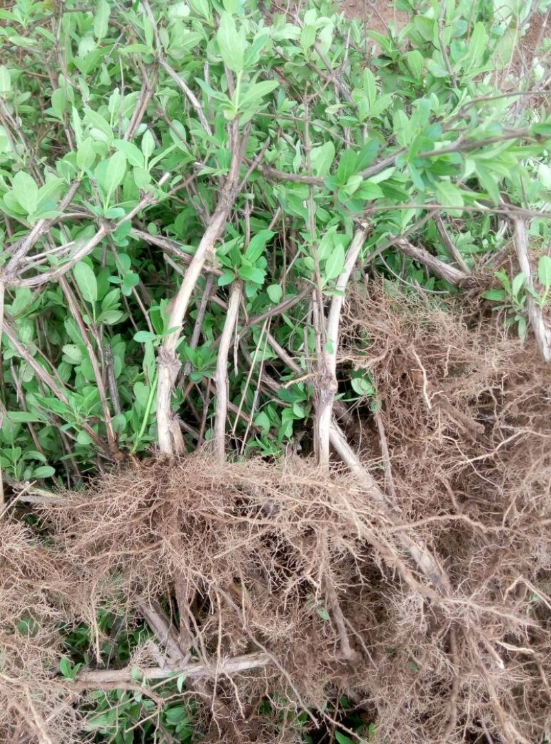 金银花1米以下