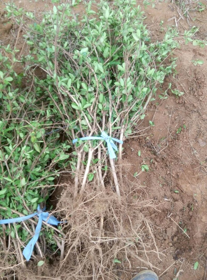 金银花1米以下