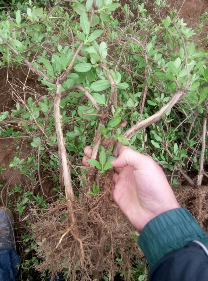 金银花1米以下