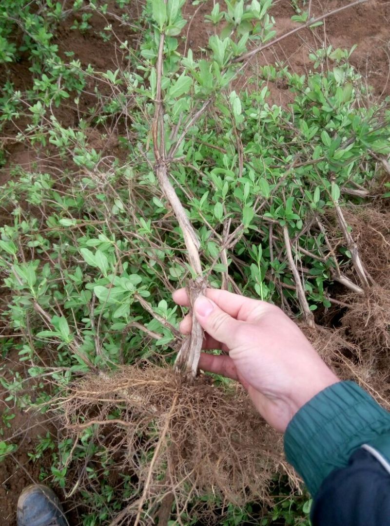 金银花1米以下
