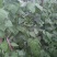 四季豆紫花四季豆15~20厘米，基地出货