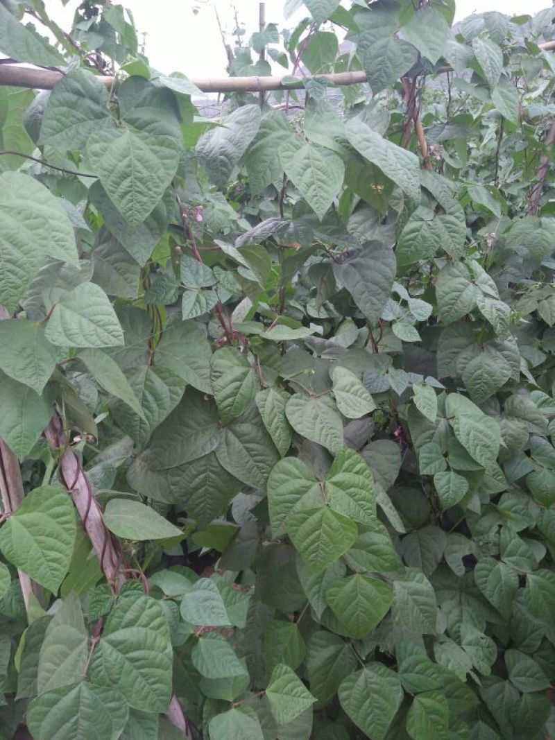 四季豆紫花四季豆15~20厘米，基地出货