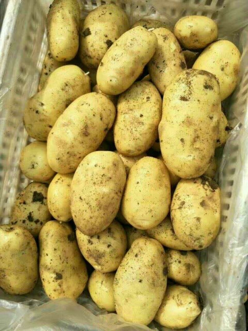 荷兰十五土豆，希森土豆，V7，3两及以上