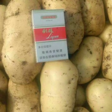 荷兰十五土豆，希森土豆，V7，3两及以上