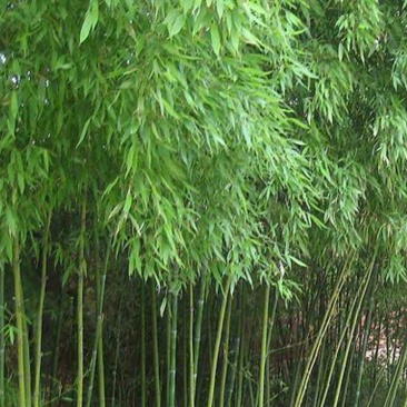 绿竹2~3m