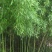绿竹2~3m