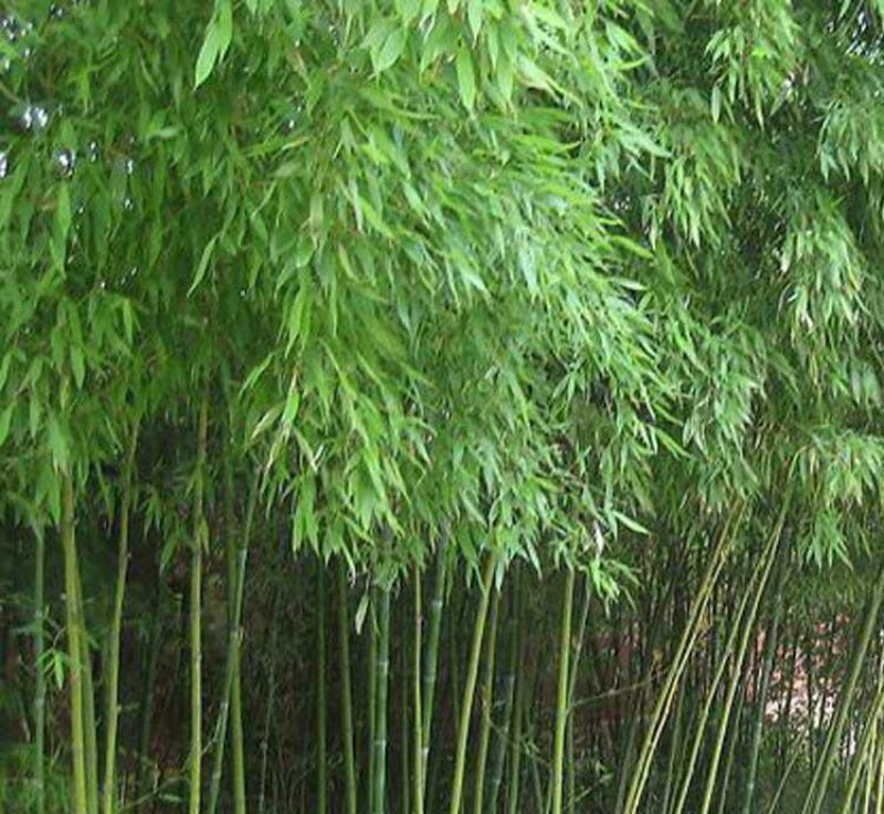 绿竹2~3m