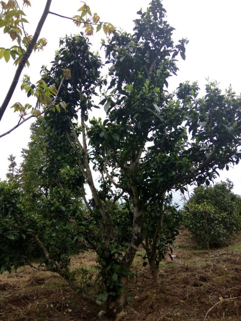 百年大树茶一级