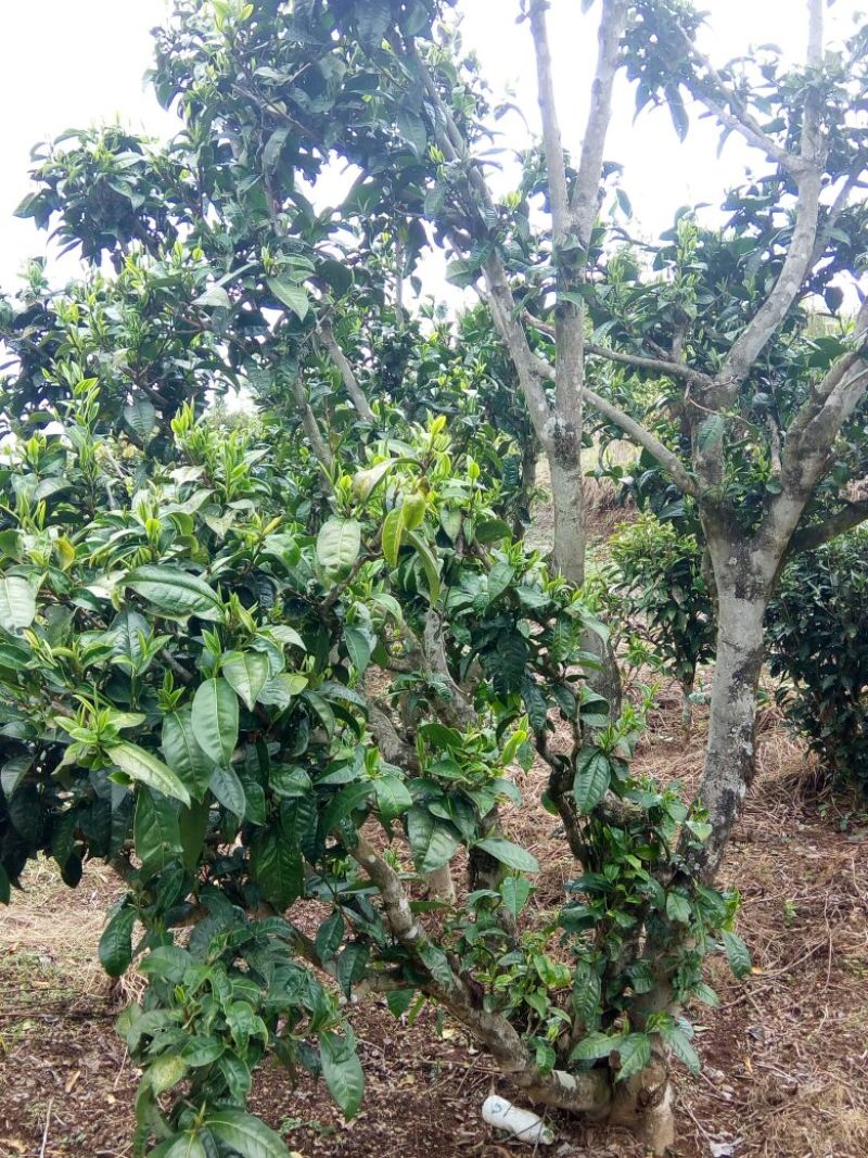 百年大树茶一级