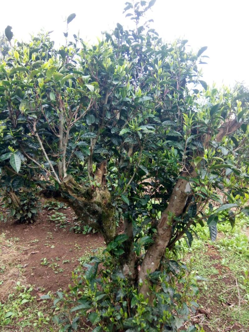 百年大树茶一级