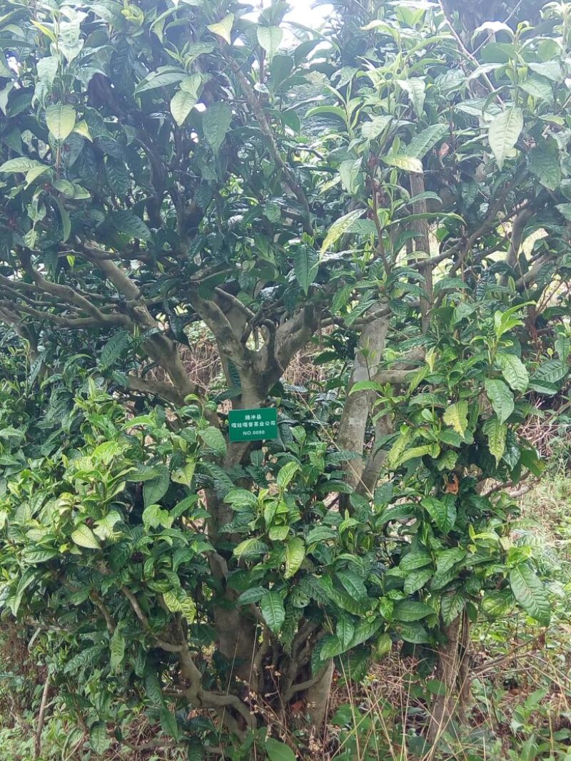 百年大树茶一级
