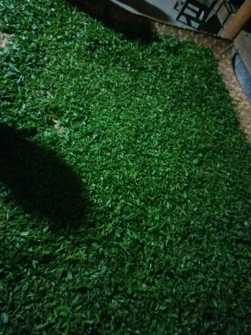 百年大树茶一级