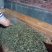 百年大树茶一级