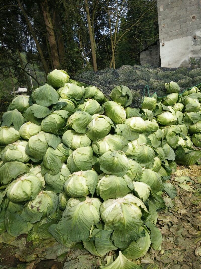 圆包菜2~3公斤，奥其啦，京丰，寒胜