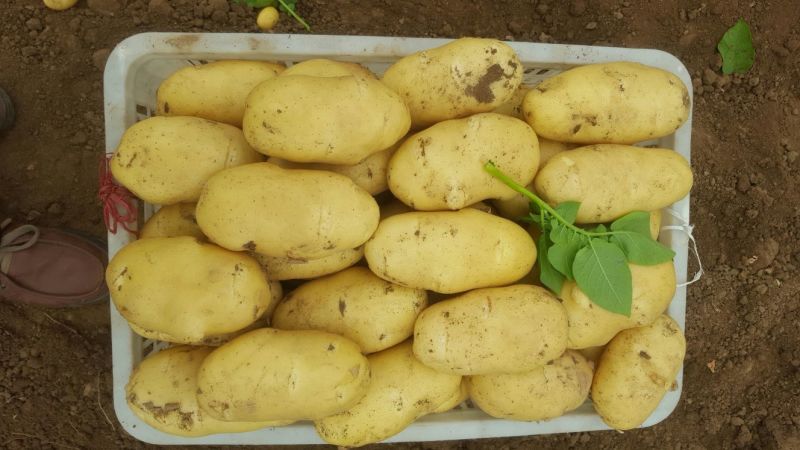 安丘荷兰15土豆4两优质黄心