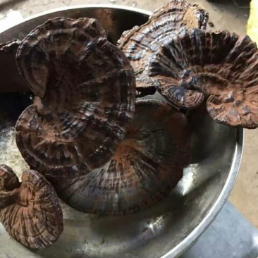 黑灵芝12~15公分