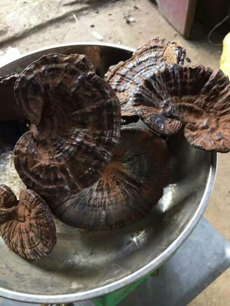 黑灵芝12~15公分