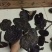 黑灵芝12~15公分