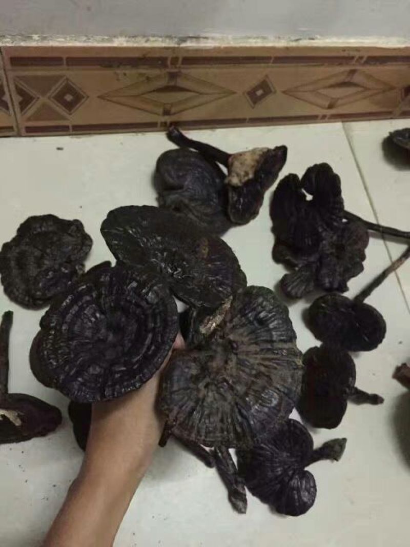黑灵芝12~15公分