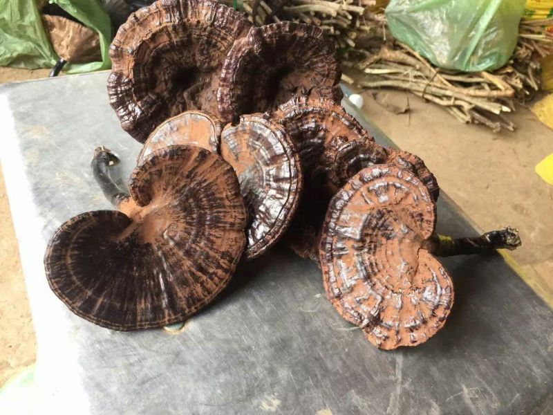 黑灵芝12~15公分