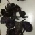 黑灵芝12~15公分