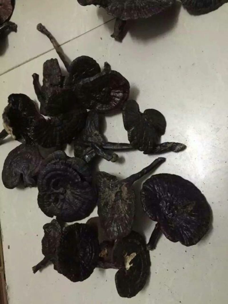 黑灵芝12~15公分