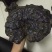 黑灵芝12~15公分